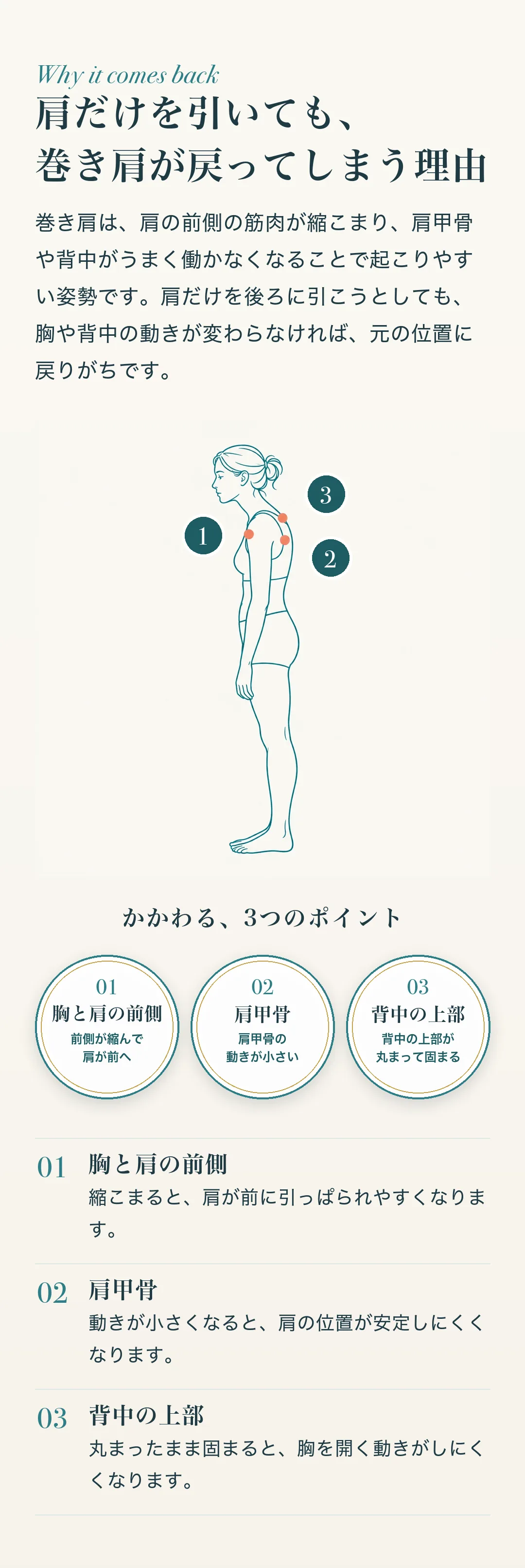 肩だけを引いても、巻き肩が戻ってしまう理由 巻き肩は、肩の前側の筋肉が縮こまり、肩甲骨や背中がうまく働かなくなることで起こりやすい姿勢です。肩だけを後ろに引こうとしても、胸や背中の動きが変わらなければ、元の位置に戻りがちです。 1. 胸と肩の前側：縮こまると、肩が前に引っぱられやすくなります。 2. 肩甲骨：動きが小さくなると、肩の位置が安定しにくくなります。 3. 背中の上部：丸まったまま固まると、胸を開く動きがしにくくなります。