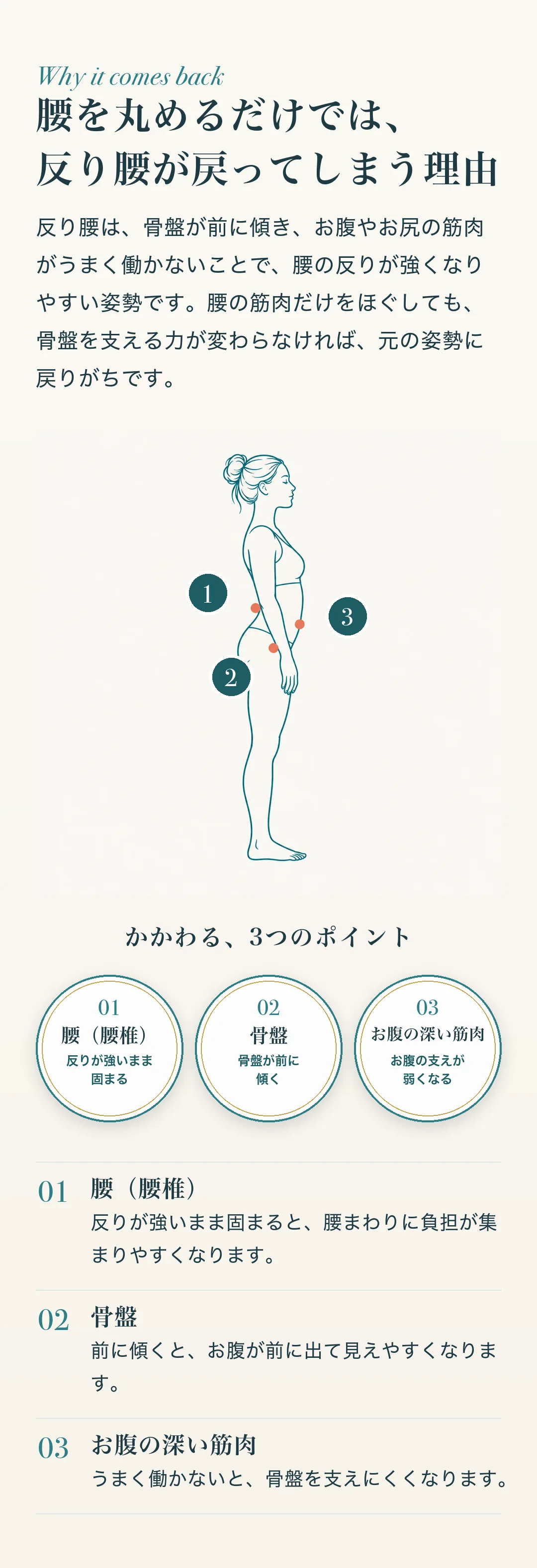 腰を丸めるだけでは、反り腰が戻ってしまう理由 反り腰は、骨盤が前に傾き、お腹やお尻の筋肉がうまく働かないことで、腰の反りが強くなりやすい姿勢です。腰の筋肉だけをほぐしても、骨盤を支える力が変わらなければ、元の姿勢に戻りがちです。 1. 腰（腰椎）：反りが強いまま固まると、腰まわりに負担が集まりやすくなります。 2. 骨盤：前に傾くと、お腹が前に出て見えやすくなります。 3. お腹の深い筋肉：うまく働かないと、骨盤を支えにくくなります。